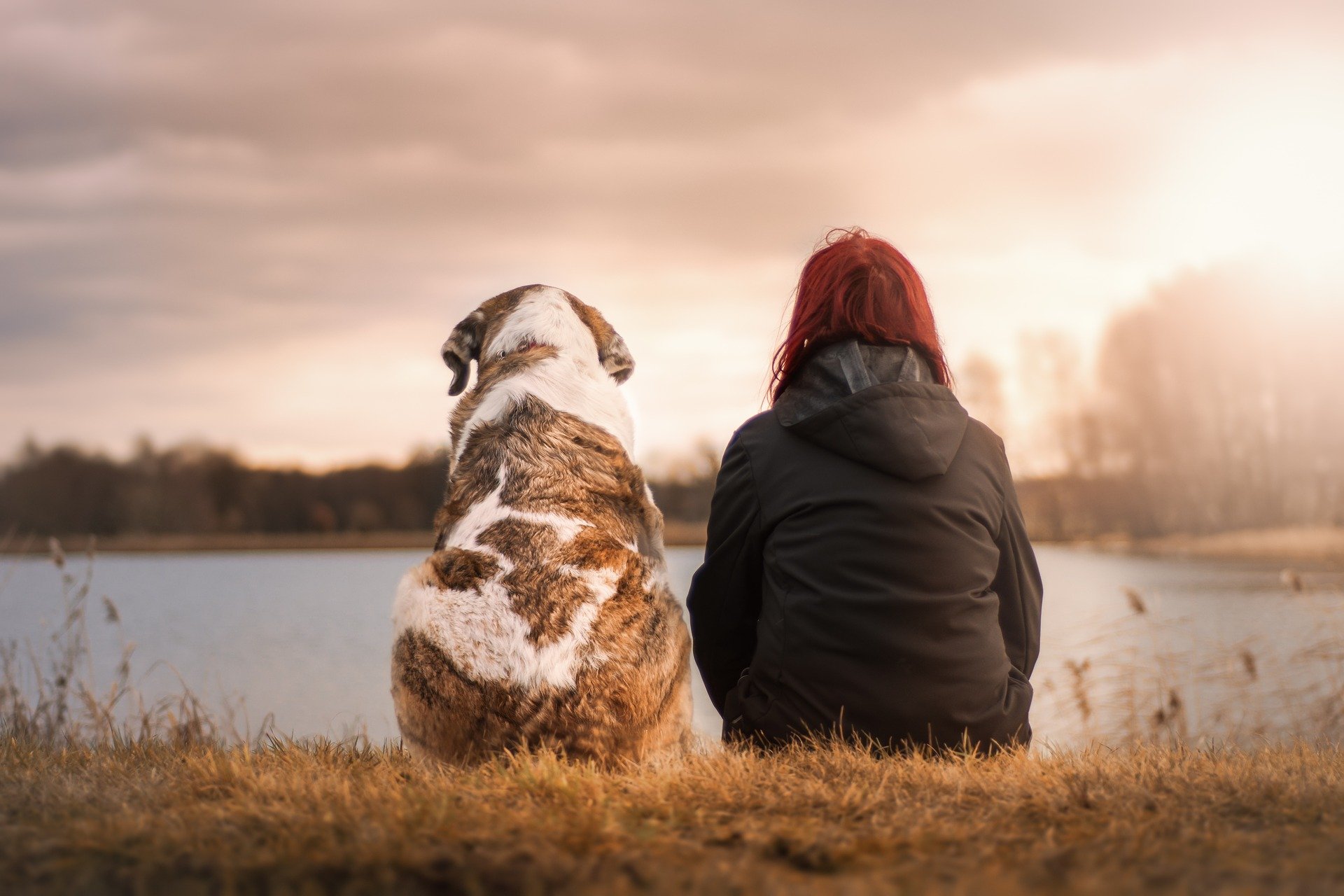 Ein Hund und eine Person sitzen mit dem Rücken zum Betrachter nebeneinander auf einer Wiese.